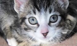 Four Frisky Felines up for adoption. Born August 20th 2011 and are available for adoption now. 2 females 2 males. Kittens are only to be adopted in pairs, please check out this great article on why adopting double is best: