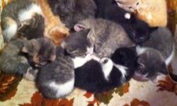 The cutest kitties you will ever see! They are so sweet and are a variety of colors. They are used to dogs and other cats as well as kids. Very affectionate! Call or email if I don't answer leave a message! :)
This ad was posted with the Kijiji
