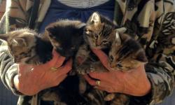 We have four kittens to give away. They are about six weeks old and are eating solid food. There are 3 males and one female in the litter. One of the males is black and other two males are tortoiseshell. The female is tortoiseshell. Also, we have a
