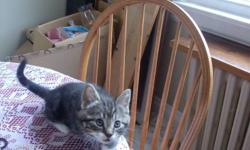 kittens to give away, they r very cuddly and cute, i moved and cant keep them. Contact 881-2364 or 307-0718