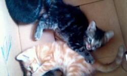 hey there i have 4 kittens to go to a good home :)......call 613.389.9425 kittens r almost 10 weeks old