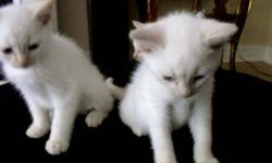 Available Immediately - absolutely pristine pure White Kittens from White father and mother..All have blue eyes and ready for new home..Very playfull, long legs and rare. Last 3 available and mother getting fixed. Once gone -Gone ! Kittens dont hiss,