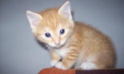 I have 2 orange kittens to give away ...litter trained ...must go ASAP ..reason is because i`m moving unable to take them ..they are very playful and very CUTE .