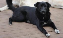 Cinders is an absolutely beautiful 18 month old medium sized female Lab-Border Collie mix. She is well behaved, crate trained, spayed and vaccinated, great with other dogs and ignores cats. Cinders LOVES kids and people and loves to play outside with