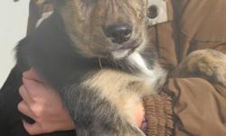 Puppies looking for a good home and lots of attention!!!  They love to play with children.There are 4 out of 10 left.
 
1.Male Leader   
2.Female Kisha
3.Female Trisha
4.Female Holly
                           please call to make arrangements to see the