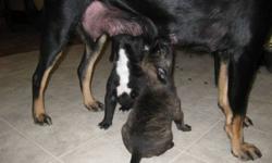 Puppies will be 6 weeks with shots Dec 24th. Black and tan brindles and black and whites. Beautiful puppies, very adorable. Please contact for more information.