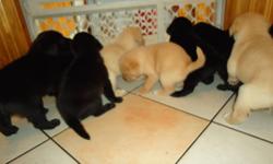 Lab mix puppies 2 black males 3 black females and 1 gold male and 4 gold females. Mother lab mix father pure lab. All puppies are eating and puppy pad trained.