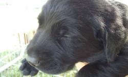 3 Black Lab puppies ready to go! All pups dewormed, vet checked, vaccinated! Want to give pups a loving home! Give your family a chance to bond with these beautiful pups! Mother is available to be viewed with pups, father is not at my home. 3 females left