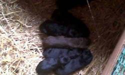 born sept 20
will be ready mid Nov.
 
litter of 7
 
6 blacks  (male & females)   $200
1 choc  (male)    $250
 
mom and dad are both black labs
they are our family pets
dad is proven duck hunter
 
 
 
call to come out and take a look at your new best