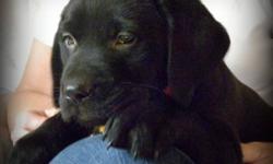 3 Black FEMALE Lab Puppies available.
 
Vet Checked, Vaccinated and Dewormed
One Year Health Guarantee Provided
Puppy Food Provided
 
Excellent temperaments!
 
Call, Text or Email 905-745-8443