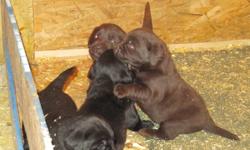 Creekkennels currently has CKC registered puppies for sale in both black and chocolate females still available. This is an outstanding cross for both personaility and conformation.
 
Chocolates $750. . . . . .  Blacks $700
 
All Puppies go to new homes