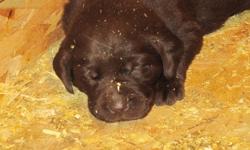 Creekkennels currently has CKC registered labrador retriever puppies for sale in both black and chocolate. This is an outstanding cross for both personality and conformation.
 
Chocolates $750. . . . . .  Blacks $700
 
All Puppies go to new homes around 8