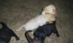 lab puppies for sale ready for new homes , mother is a black lab and father is a yellow lab , parents are really good dogs .