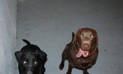 Lab puppies for sale, mom is due Feb 1/12 mom is black and dad is brown. both labs have great temperment and are very healthy. pupies have arrived  10 total, call for details and possible shipping