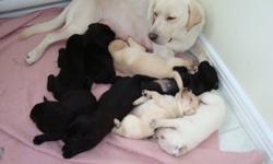 Labrador retriever puppies for sale. Mother is a yellow lab ( almost white) originally from BC. Father is a black lab from NB. Both are household pets living with different families. I am not a breeder, this is the mothers first litter. Puppies have been