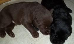 Black and chocolate labrador retriever pups.Pups are raised in my home and will be dewormed, paper trained and have their nails trimmed.Both parentes are here to view any time.For more information call 586-2722.NO EMAILS PLEASE