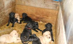We have pure bred lab puppies.  Born Oct 1st.  Ready for new homes now.  There are two black males and one blonde female, and one blonde male.  All pups are healthy and eating hard food.  They have been to the vet got their needles and have been de