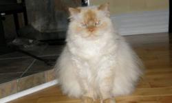 Up for adoption is Stewie the flame-point himalayan cat. He's about 6.5 years old and is fixed. He's a big boy, weighing about 15 pounds, some of which is not even fat (let there be no doubt, he's a few pounds overweight, but he is a large, heavy framed