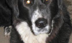 Friendly BORDER COLLIE-X (possibly border collie/Bernese mtn.dog-x), neutered male, approimately 1-1/2 yrs.old, exceptional personality and character (fairly laid-back, too), loves everyone especially kids, 80 lbs. & 30" @ shoulder, IN NEED OF A NEW