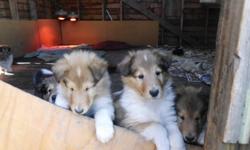 Beautiful litter, champion father, mother is from champion lines. White factored, have their first shots, are dewormed and microchipped. Great companion and family dogs. The mother is the white collie, and the father is the champion sable. Please call for