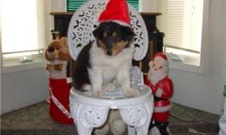 Beautiful Healthy Purebred Lassie Collie Puppies raised outside. They are ready to go !  Very gentle demeanor / non aggressive breed.  Great companions for all ages ! I have added a photo of the Purebred's as an adult for you to see how beautiful these