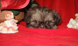 CHOCOLATE SABLE FEMALE & MALE! GREEN EYES! PERFECT FACES! SHORT AND COBBY!  WHY PAY $2500 in the States for tiny!
Chocolate Sable FEMALE WILL BE TINY! 5/6 lbs.     CHOCOLATE SABLE BOY WILL BE 8 lbs. CAN VIEW THE PARENTS FOR YOURSELF! PUPPIES  COME WITH
