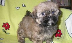We have 2 beautiful lhasa-apso x shih-tzu pups for sale there are 2 girls left -Will grow to about 10 to 12 pounds-There are Hypo-Alergenic-Non-Shedding-Great with children-Good with other dogs-Ideal for small apartment or condo-Have had there 1st set of