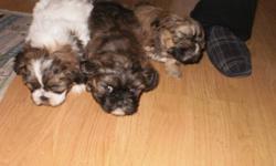 lhasa apso/shih tzu
eatingon there own now
good with kids dewormed
yarmouth area