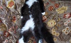 "Paw" is the name we have given this fluffy and handsome little boy tuxedo kitten. He is the son of Mr. and Mrs. Kitty who are outdoor neighbourhood garage cats. He is mostly black with 4 white paws and adorable markings. He was the biggest in his litter