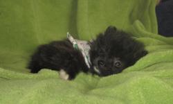 These three little Poms are balls of fur, They are looking for their forever homes.Two are female and one little male,they have first shots,dewormings,dewclaws removed,they come with a puppy pack and one year health guarantee.I am a ways from Regina but