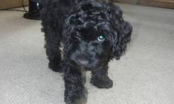Four male miniature Australian Labradoodle puppies for sale, two gorgeous black ones and two light tan ones. These dogs are happy, no dog smell, non shedding, devoted to you, smart and easy to train.
They have been microchipped, neutered, all shots and