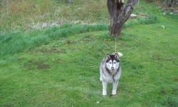 last year i gave away my purebred siberian husky his name is zero, due to a passing of his new oner he had to be re-homed would like to find out where he is.