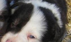 Looking for littermates to a Border Collie pup from a family in Lloydminster.  Have lost contact with them but am also wondering how my pups littermates are doing.  The pups were born Feb 8th 2009.