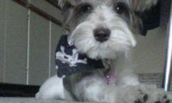 I searched through Kijiji's ads and couldn't find a single ad about Schnauzer dogs so I thought I would make a want ad. I have a 10 month old Toy Schnauzer that weighs about 9 pounds and is very friendly.. We are looking for a second Schnauzer as her
