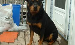 Looking for a female Rotti for my 7yr old male Rotti who is excellant with kids and other animals he is always around chickens and cats as well as other dogs, would want a pup! Contact me through emal.