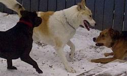 I am currently fostering Toki as her family moved to Ottawa and were unable to take her with them.  She is very gentle and calm and loves to play with children and other dogs.  She is also very obedient and is house and leash-trained.  She is spayed,