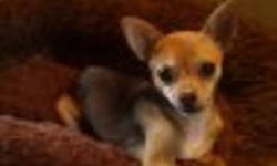 I am looking for the perfect forever family for our 5 1/2 month old female chihuahua. She has had her first set of shots. She is good with kids but can get snippy if they are in her face too much just to let them know she's had enough. She gets along