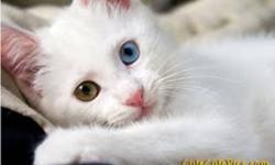 I am looking for a pure white kitten to give someone special in my life as a gift. The kitten must be solid white, Friendly, housebroken and preferably female
Thank you:)