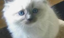 Looking for a Ragdoll kitten or a kitten that's lynx point or snowshoe...preferably female..does not have to be registered..will be in Prince George for Thanksgiving...If you have one please email me with price and pictures...Thanks!
