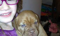 Looking for the perfect gift? Well we have gorgeous French mastiff puppies that will be ready to go for Christmas, 3 boys all black mask(2 boys sold), 2 girls both red mask, they will come vet checked with first shots. Parents are purebred and on site,