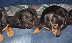 2 females (1 on hold)  and 1 male ( male is long hair), READY NOW, or can hold to Christmas.  They are raised underfoot in my home with much love from our 4 children.  My miniature doxie's (dachshunds) have wonderful temperaments and are a joy to own,