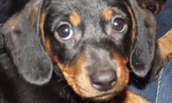 ONLY 2 FEMALE LEFT!!! READY NOW, or can hold to Christmas.  OPEN TO OFFERS!
They are raised underfoot in my home with much love from our 4 children.  My miniature doxie's (dachshunds) have wonderful temperaments and are a joy to own, they have had  their