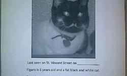 Figaro was lost last week on St. Vincent Avenue, near Algoma St. She is a very loving cat that is declawed and spayed. She means rhe world to us. She got out of an open window and is not an out door cat at all.
I would love to find her, please help.