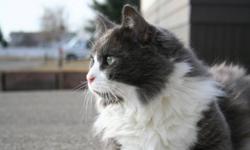 Fausto still has not made it home, and we haven't heard anything from anyone. He's a 5 year old neutered male grey and white long haired cat. He's friendly, and loves treats and belly rubs. He went missing late Friday night, September 30 from Mt. Crandell