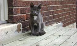 Lost small grey female cat, with a patch of white fur on her chest. She's very friendly. Her name is Jane..
Lost in Rosedale/Piche area.