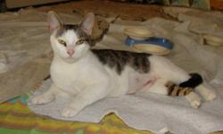 Maya is just one of six extremely affectionate cats who were found dumped at a camp site off a remote hiking trail. We have no idea why anyone would abandon Maya or any of the other lovely cats, especially in such a callous location.
Maya is an
