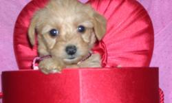 LOVELY YORKIEPOO PUPPIES
    HOME RAISED VERY FRIENDLY , LOVE TO PLAY GREAT WITH ANY AGE AND WILL MAKE A PERFECT  FAMILY PET .
 
  VET CHECKED
 HAVE ALL THEIR SHOTS
DEWORMED
  MOTHER : TOY POODLE  ( 5 lbs )
  FATHER : YORKSHIRE TERRIER (4 lbs)
 
CALL