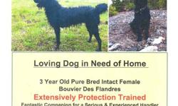 2.5 year old Pure Bred, Registered, Intact female Bouvier des Flandres .
Extensively Protection Trained.
Fantastic companion for a serious and experienced handler.
Very affectionate and loyal.
This is a serious dog and not a pet! 
Proven handler skills