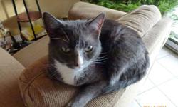 Purr-cy is a male cat , indoors, fixed, no fleas , all shots  and is in perfect health
He needs a home, when my exwife left last year she didn,t  take him.
He is great with other cats and kids