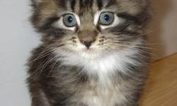 Looking for a Maine Coon Kitten - Brown or Grey Tabby white bib and socks, Male, 6 to 10 weeks old.  613 374 3393
